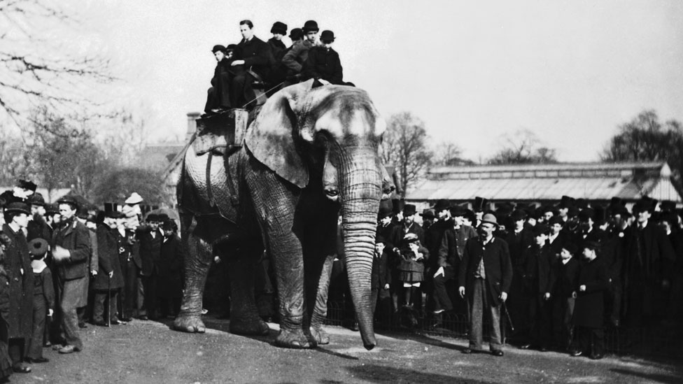 Jumbo con circa otto visitatori alle spalle allo Zoo di Londra Foto: Wiki Commons