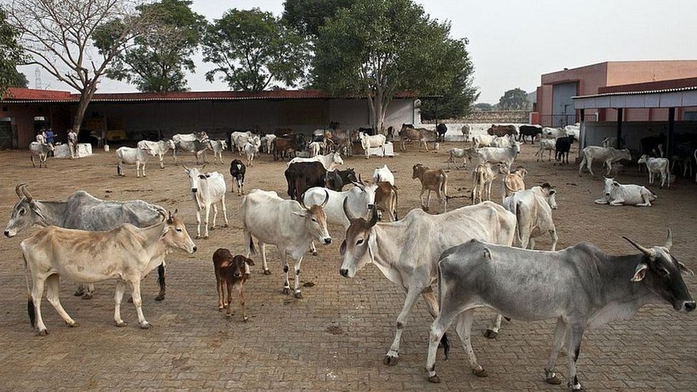 sapi