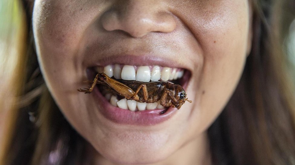 करोड़ों का है कीड़े खाने-खिलाने का कारोबार - BBC News हिंदी