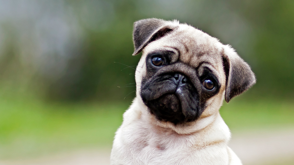 tornillo cubrir Orden alfabetico Cómo el rostro de los perros evolucionó para enternecer a los seres humanos  - BBC News Mundo