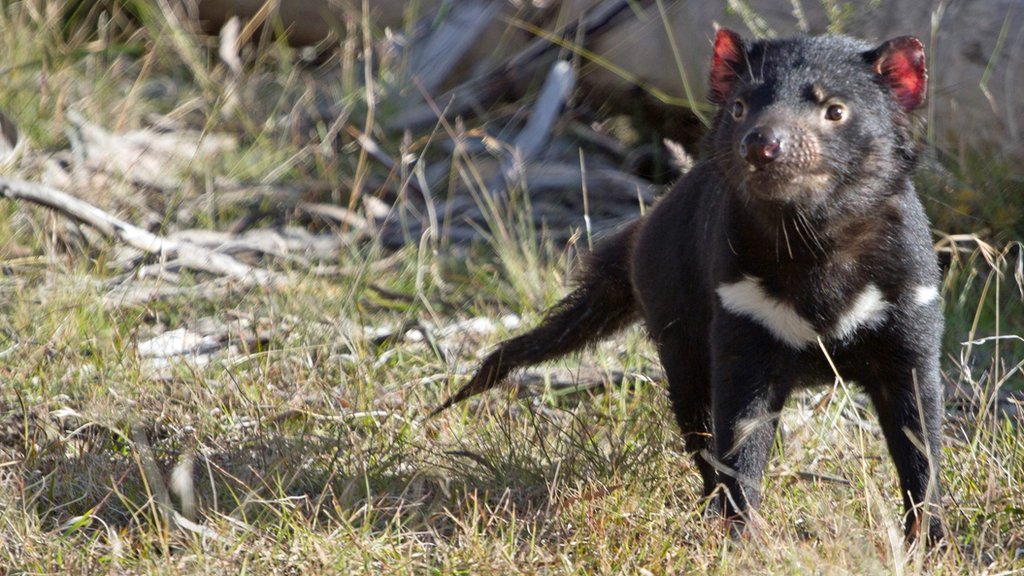 Tasmanian devil facial tumor