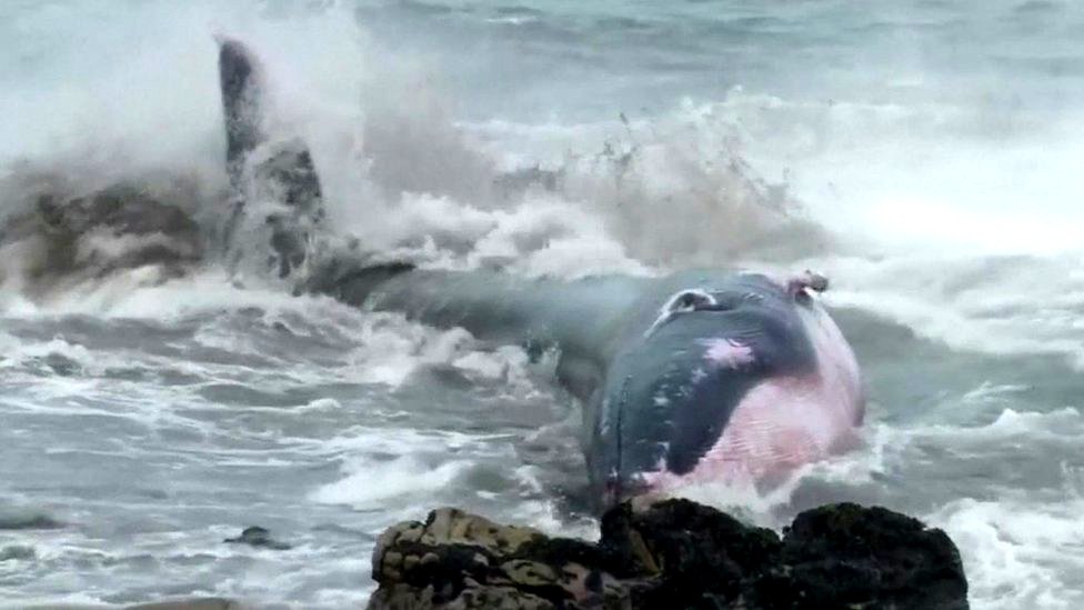 How to save a beached whale