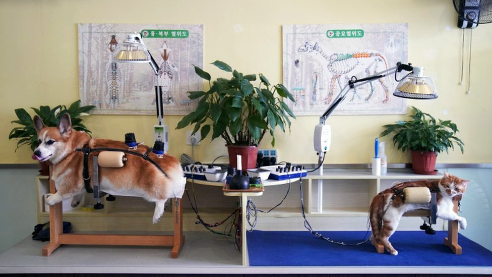 A corgi dog and a ginger cat are both held in harnesses during chinese accupuncture treatment