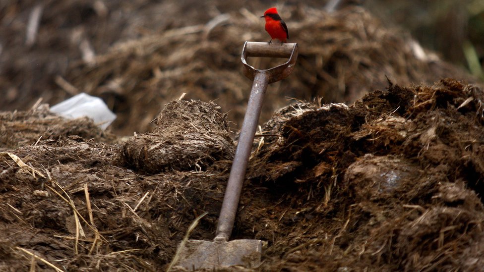 Una pala en un terreno de cultivo peruano