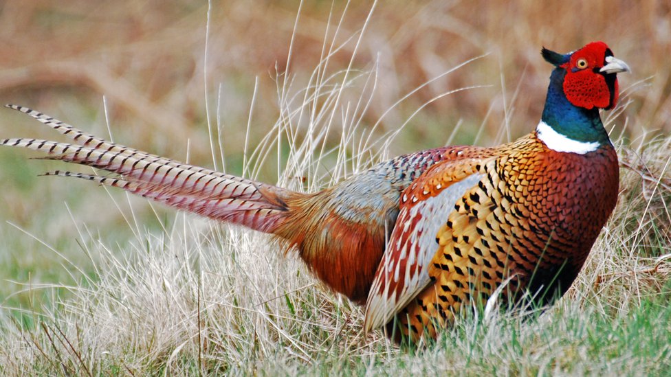 Bird flu: Second case found at farm in Wyre, Lancashire