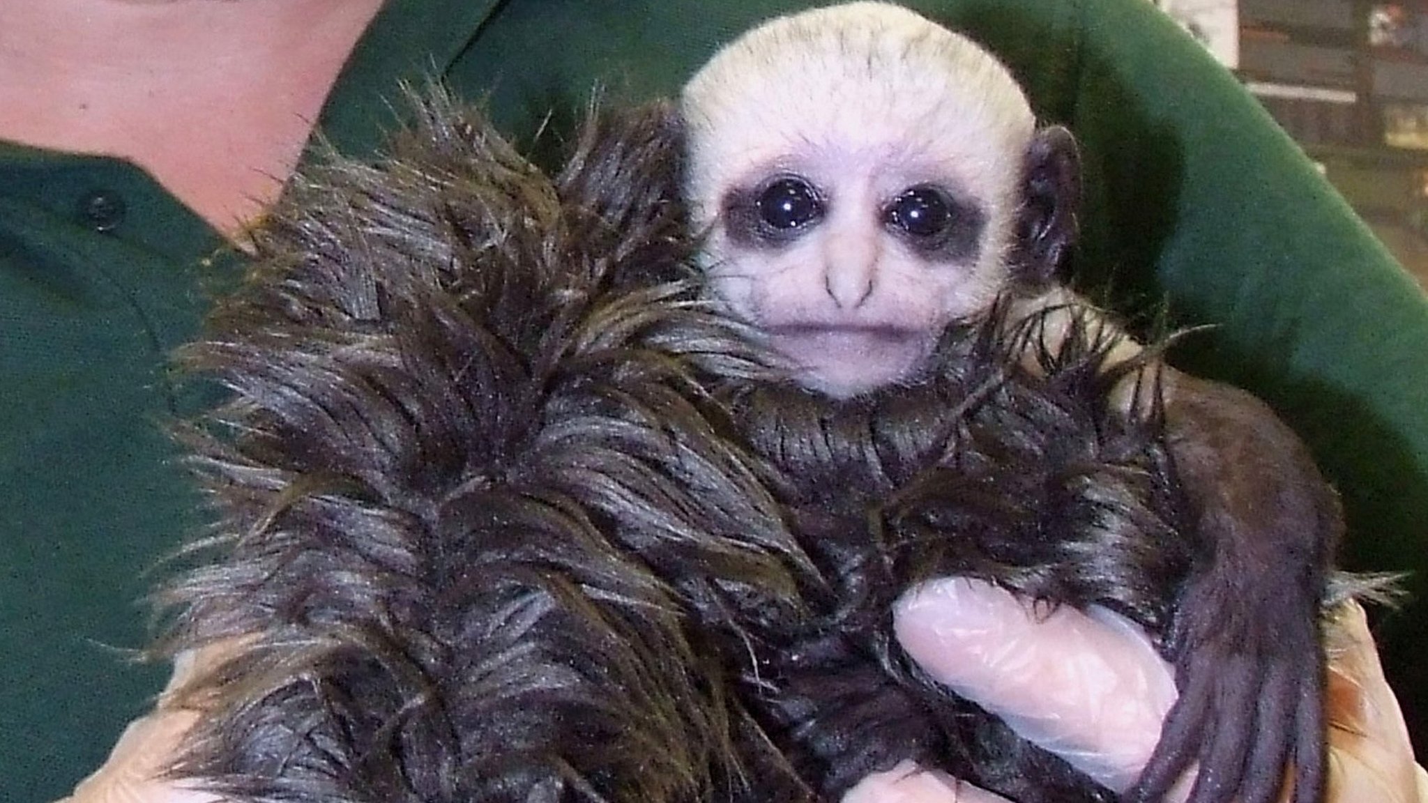 Newborn Monkey At Paignton Zoo Looks Exactly Like Harry Potter s Lord newborn-monkey-at-paignton-zoo-looks-exactly-like-harry-potter-s-lord
