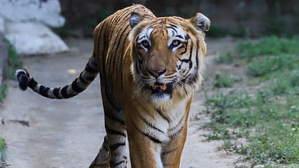India tiger census shows steady population growth