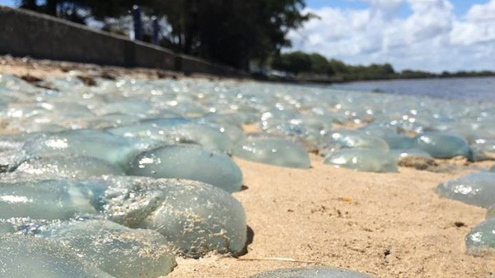 El mejor tratamiento para la picaduras de medusa (y la respuesta no es la  orina) - BBC News Mundo