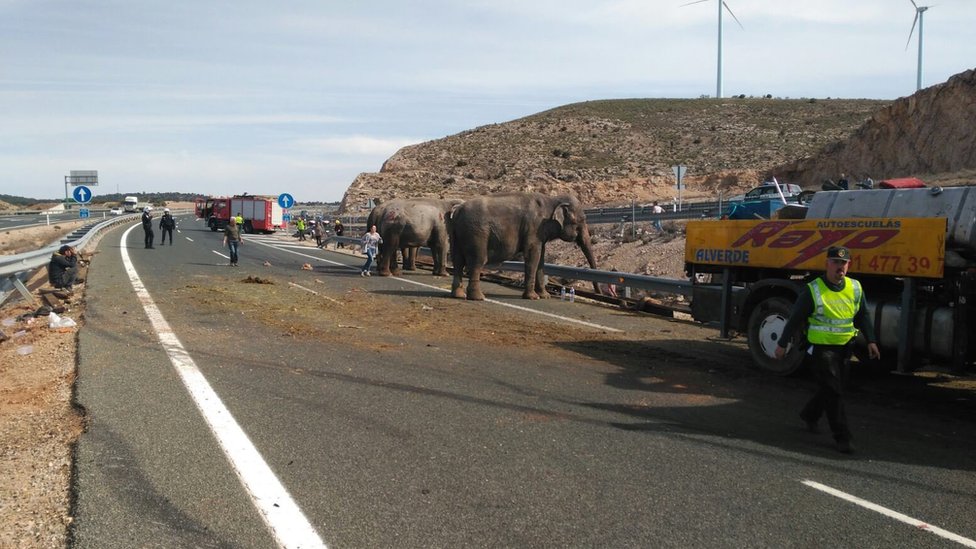 Los elefantes sobre la carretera A-30 de España