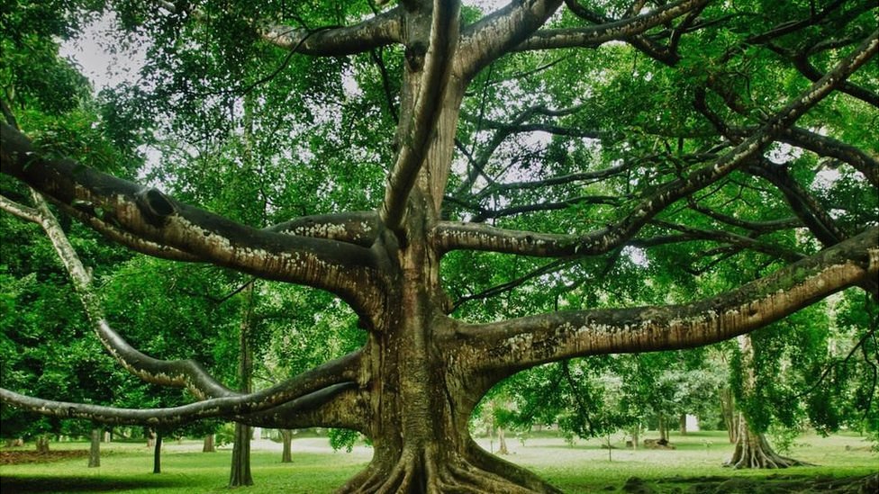 enseñar Meyella Una noche La increíble historia del árbol que más ha influido en la historia de la  humanidad - BBC News Mundo
