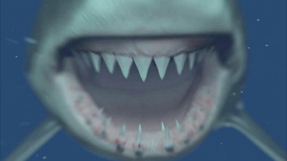 the-big-question-why-do-sharks-have-sharp-teeth-cbbc-newsround