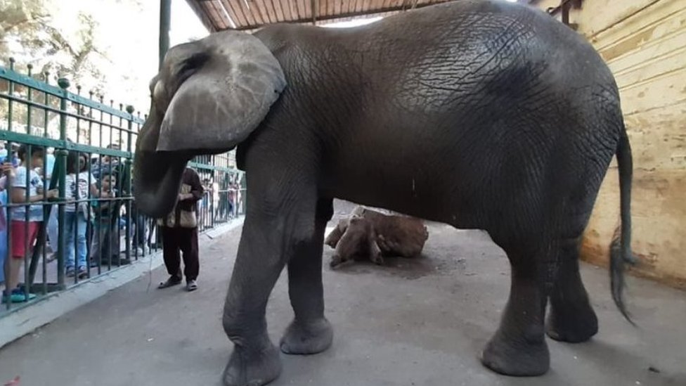 تسير الفيلة في قطعان لحماية صغارها يعتبر هذا التكيف