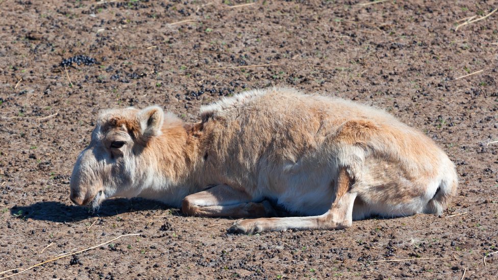 Antílope saiga