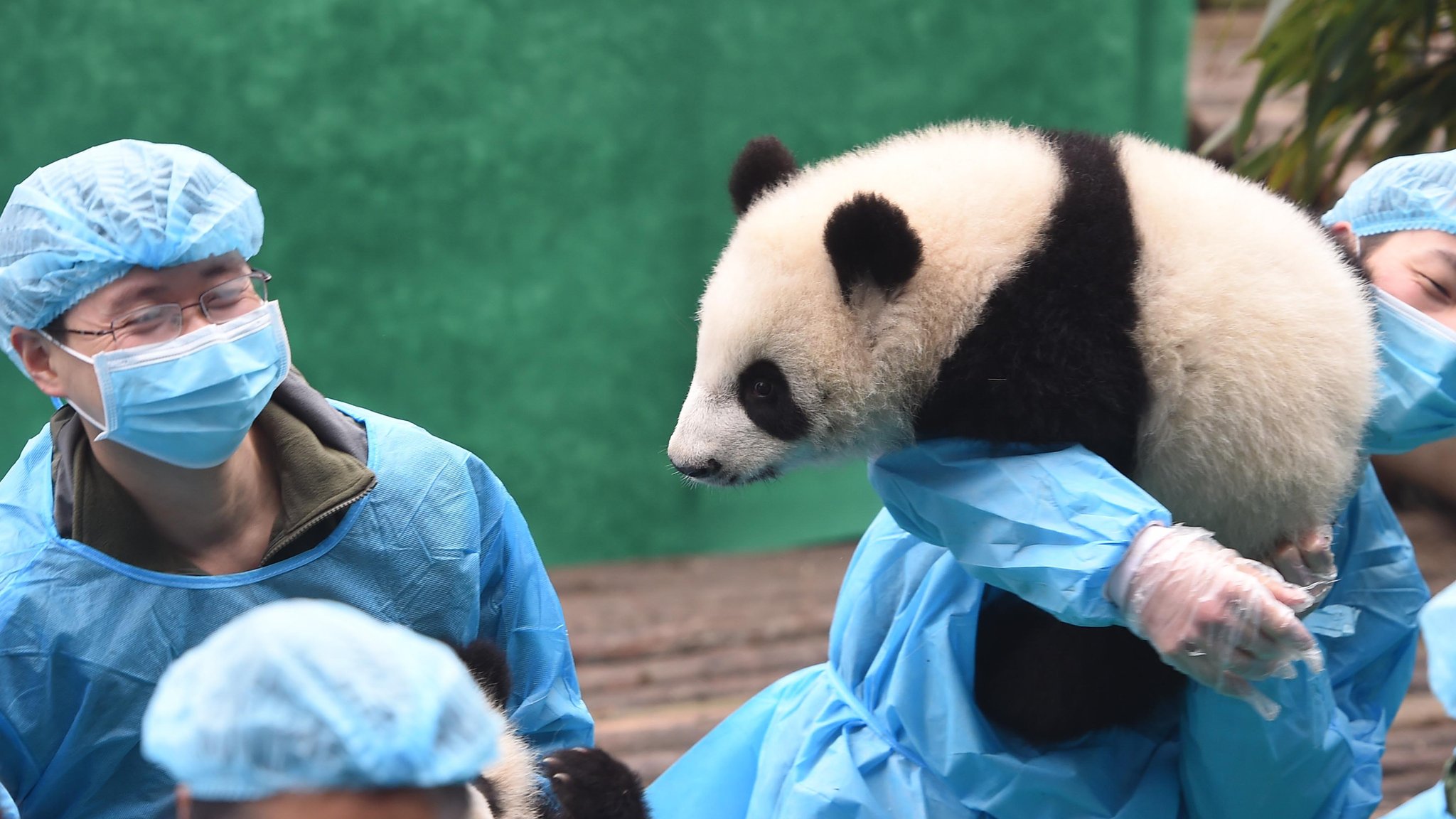 時隔五年日本租借大熊貓真真生孩子了！ - BBC News 中文