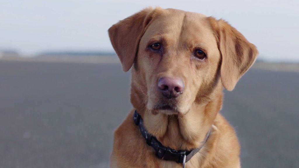 Huawei's AI phone tested by driving car at dog