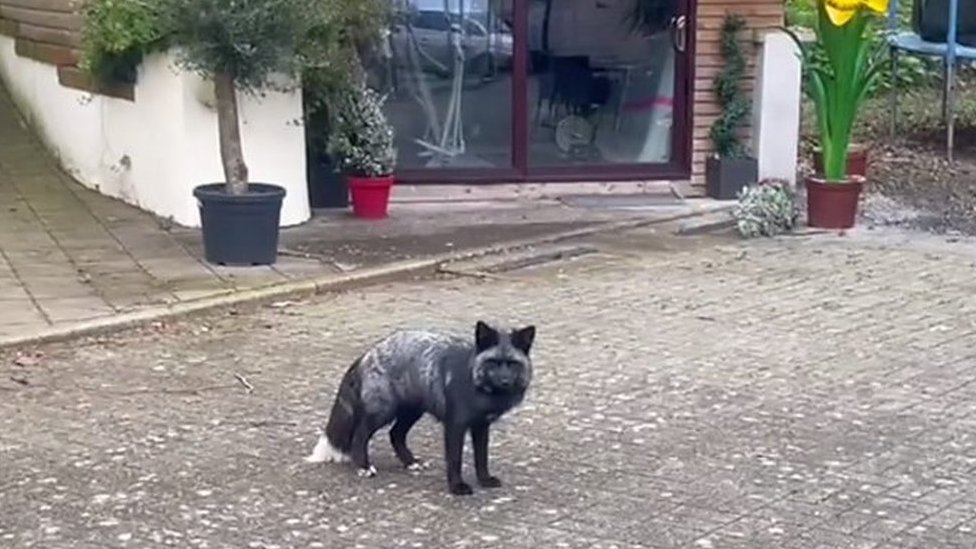 Watch: Rare black fox roams around village
