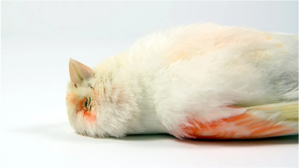 Qaychi yordamida tukli lezbiyenlar bilan jinsiy aloqa porno video