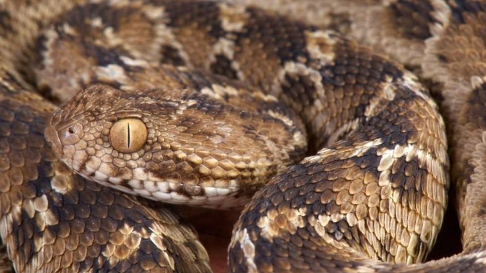 Amai Lu bilan porno Yalangoch ayollar zanjirli video