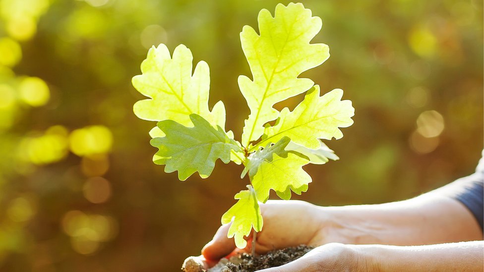 Truffle tree pension scam cost victims tens of thousands