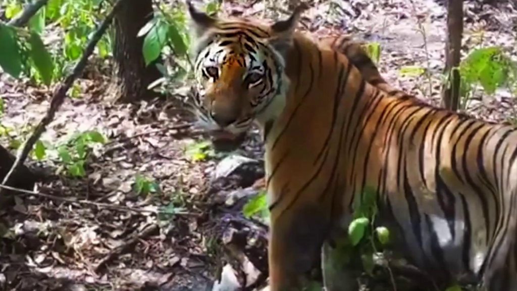 タイの保護区でトラが増加 隠しカメラで撮影 cニュース