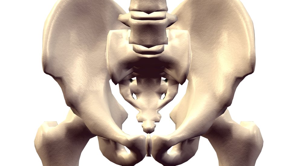 Pelvis