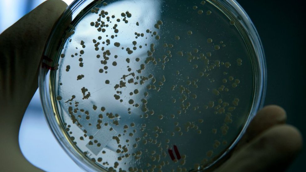 Bacteria resistente