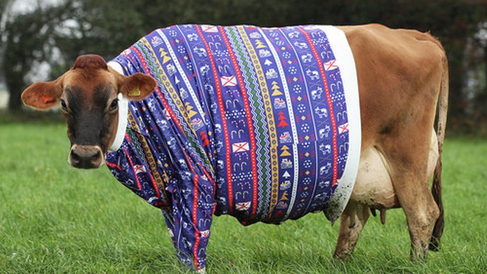 cow in field sweater