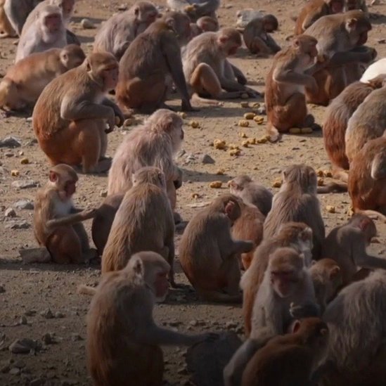 Qora tanlilar Qorqizni sikadi