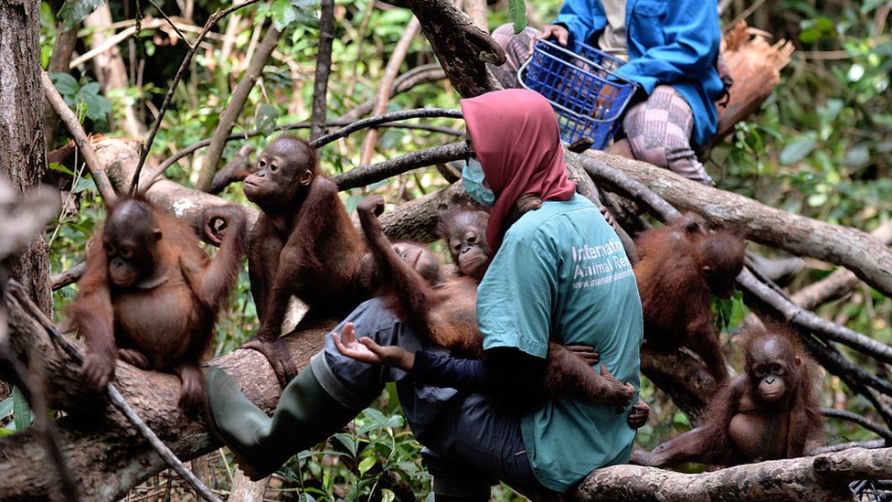 orangutan, indonesia