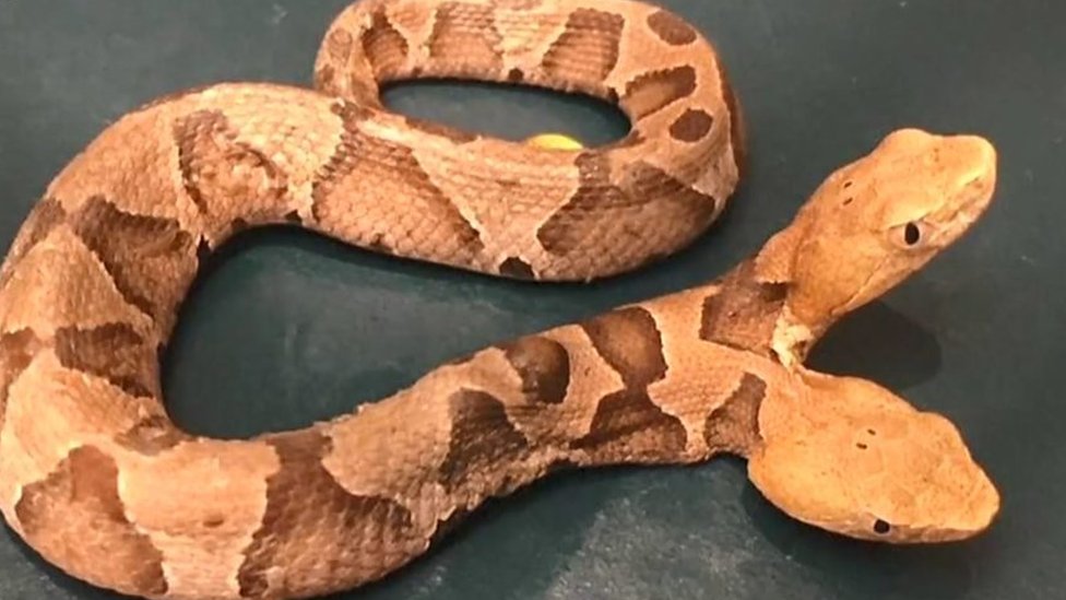 Dalila porno videolar Anna Semenovichning sikilishi haqidagi videoni tomosha qiling.