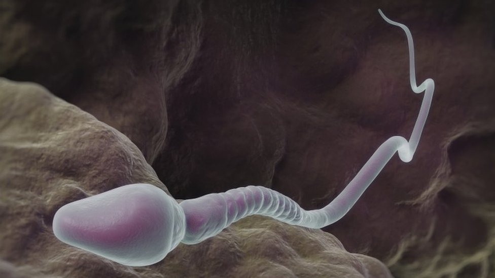 Simulación de un espermatozoide humano