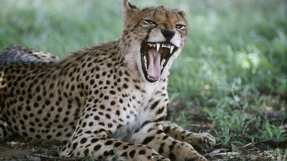 M&M swingers rus real xususiy