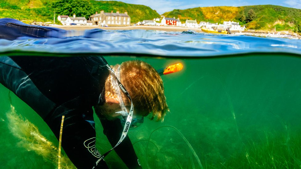 UK's biggest seagrass restoration project planned