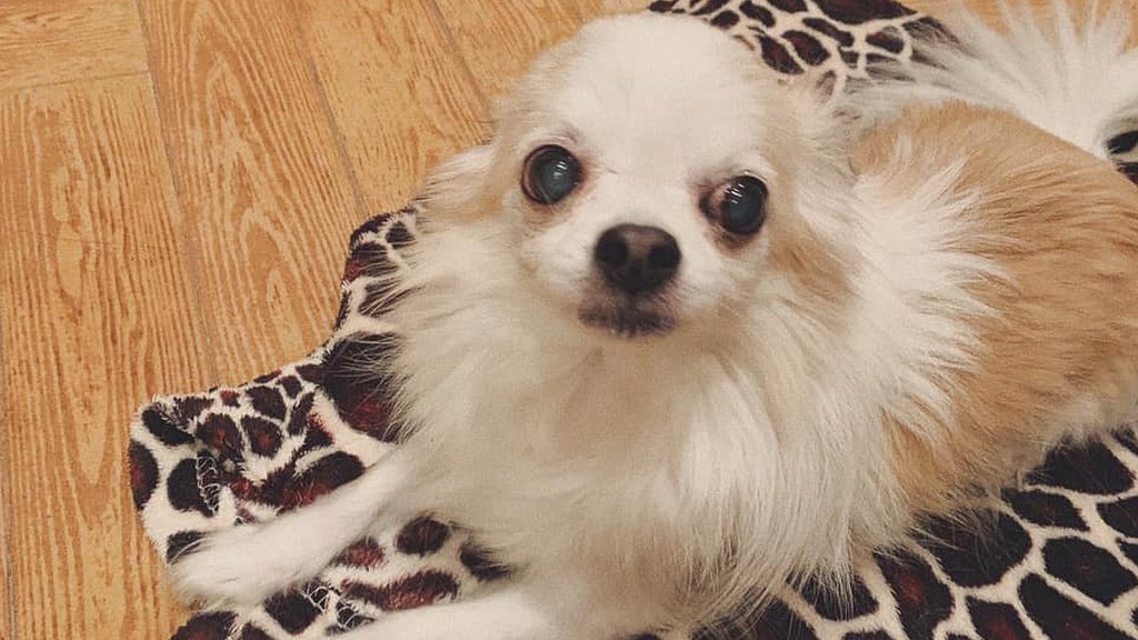 Ит стиліндегі кисканың жақыннан түсірілген фотосы