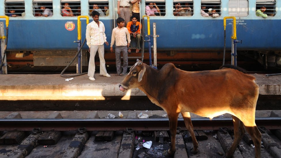 Why Indian trains kill thousands of cattle every year