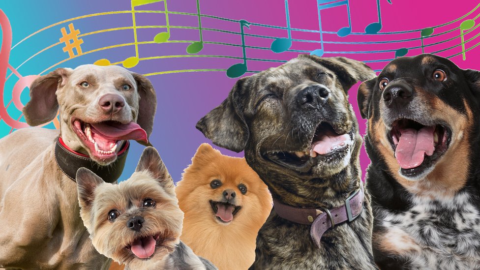 good music for dogs to listen to