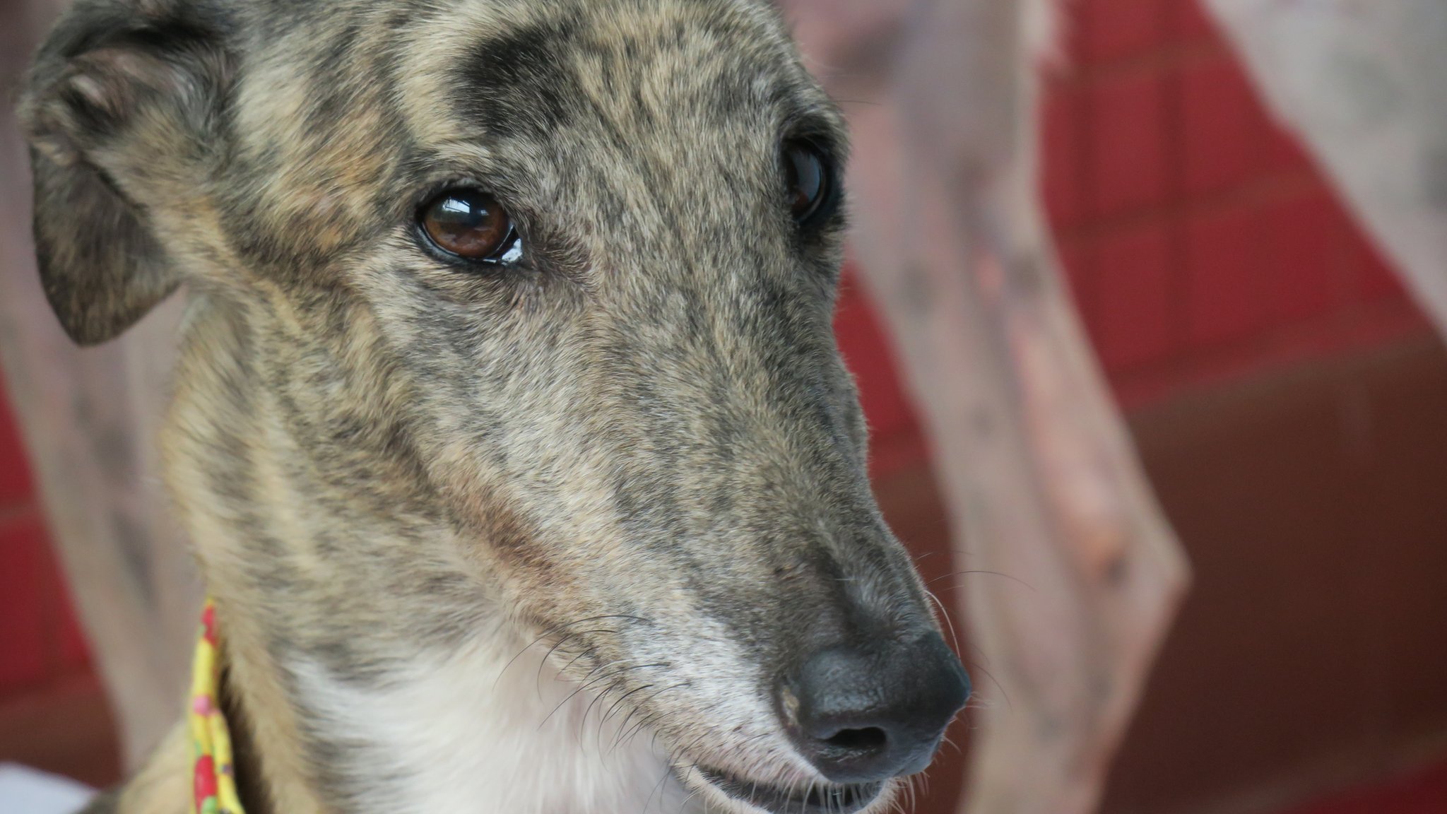 澳门逸园赛狗谢幕：一场围绕格力犬的领养“争夺战” - BBC News 中文