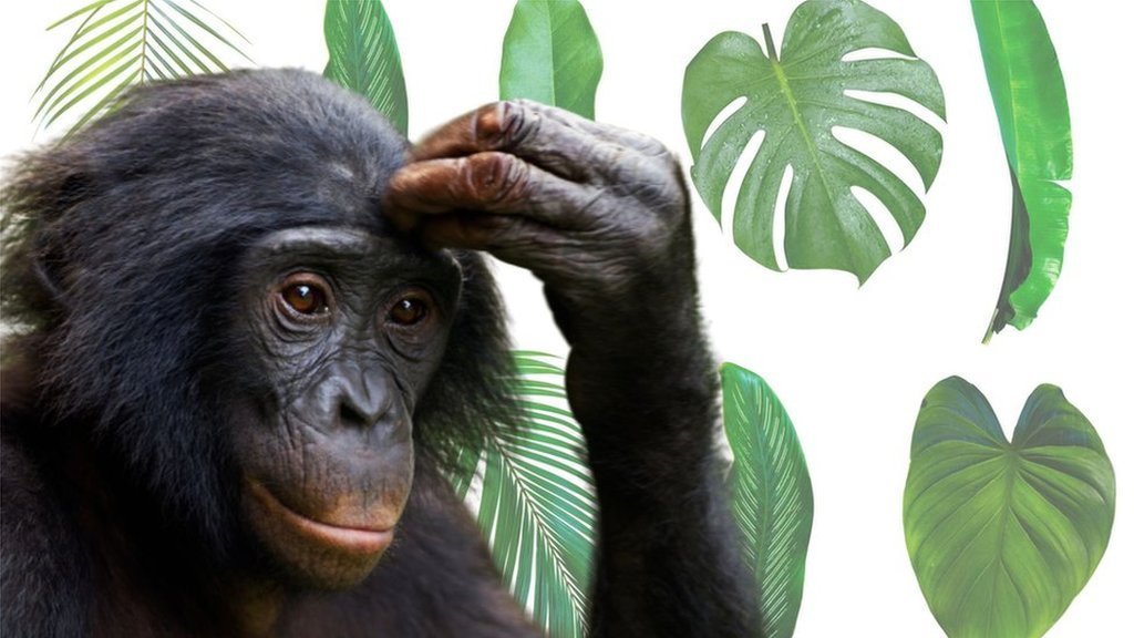 Chimpanzees show others cool things they see, researchers say - CBBC