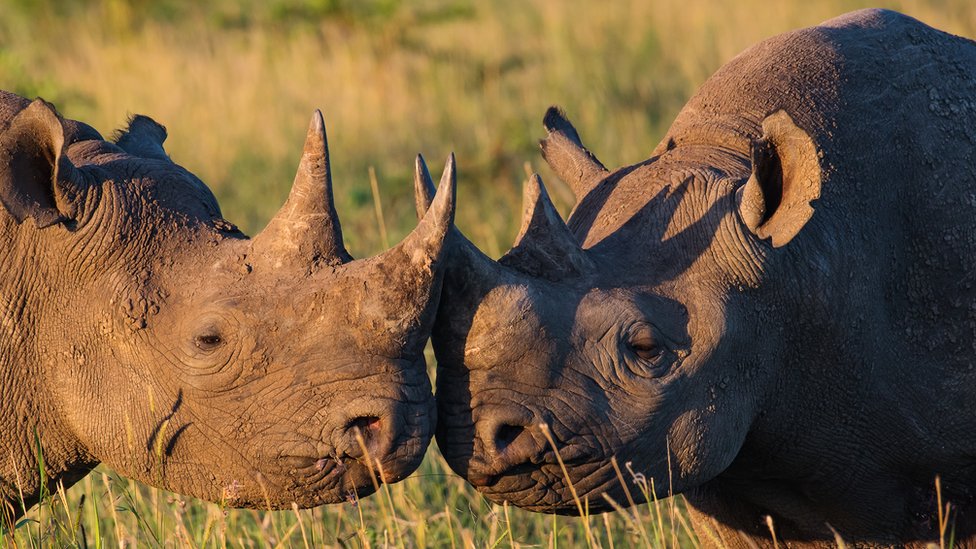 Inside South Africa's 'rhino syndicate'