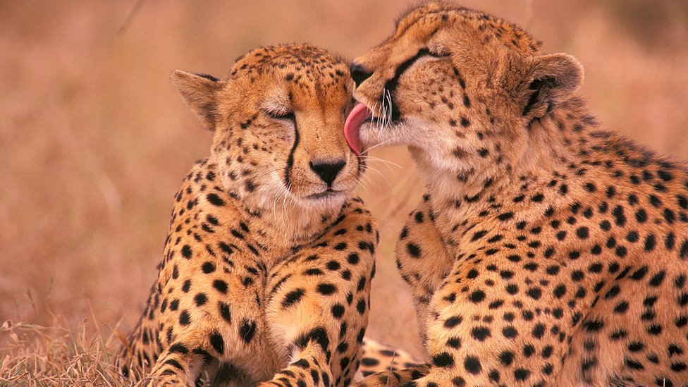South Africa to send 12 cheetahs a year to India