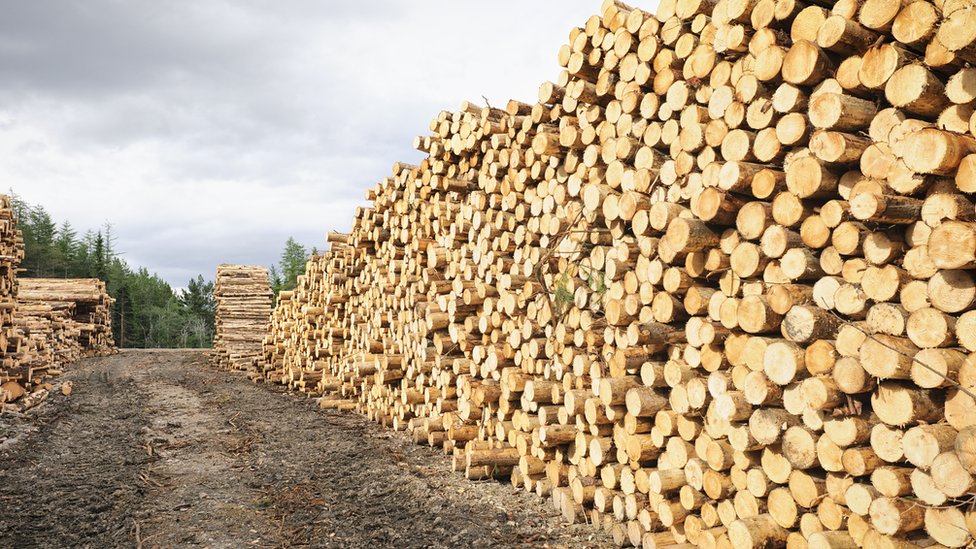 Madera