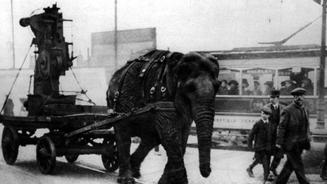 Lizzie the Elephant