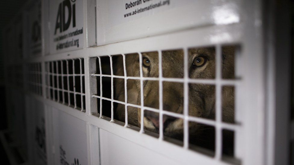 El operativo para trasladar a los 33 animales fue el mayor en su tipo del mundo. León