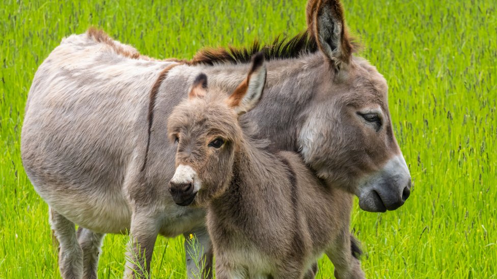Cómo los burros cambiaron el curso de la historia de la humanidad - BBC  News Mundo