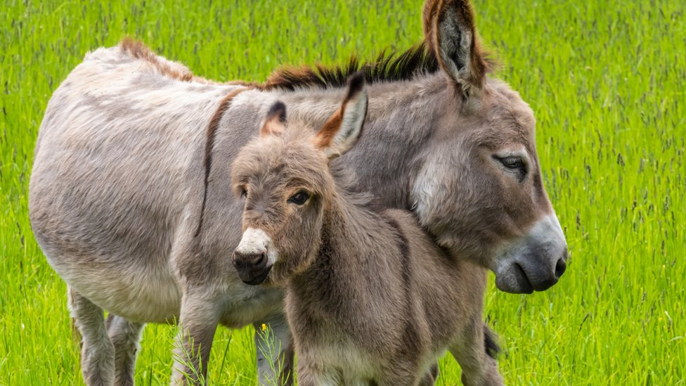 Arqueólogos afirmam ter encontrado restos do Cavalo de Troia