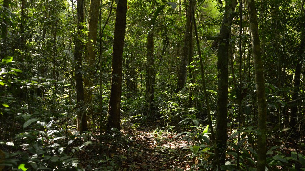 Tropical deforestation 'fast outstripping' regrowth