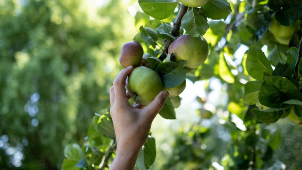 Apple farmers hit by rising costs, grower says