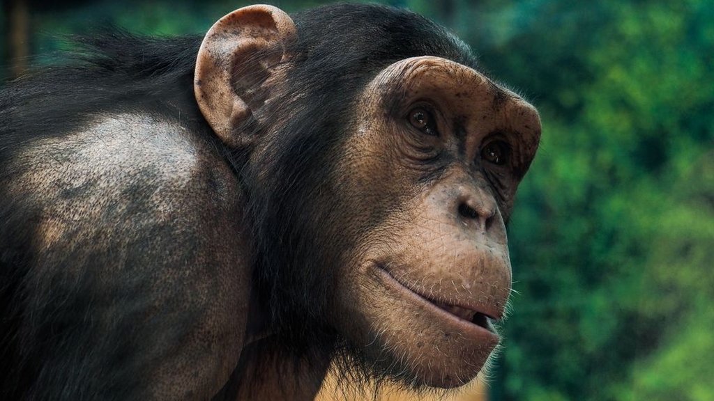 It's official - chimps love to boogie! - CBBC Newsround