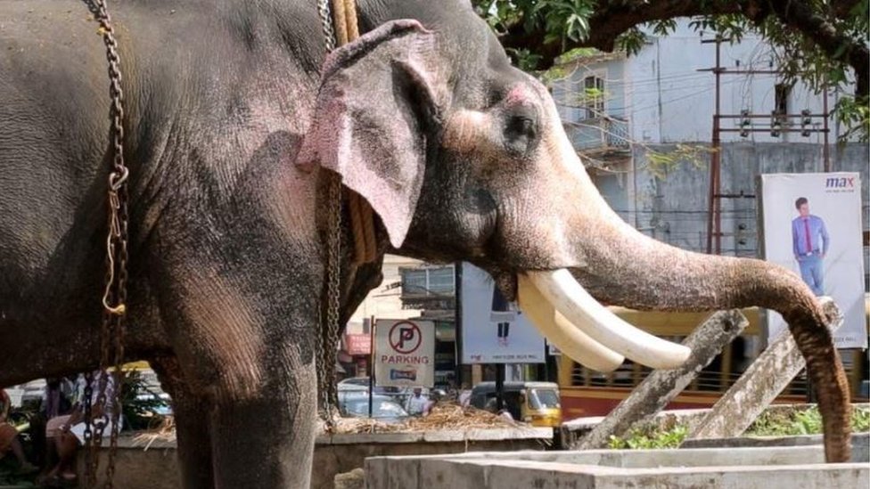 Ein Elefant mit einem gelähmten Stamm, der versucht, Wasser zu trinken