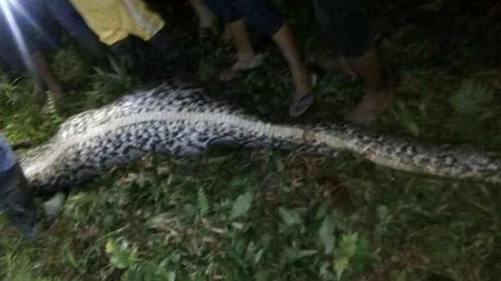 印尼男子失蹤 竟在7公尺巨蟒腹中找到完整屍體